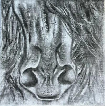 Horse face