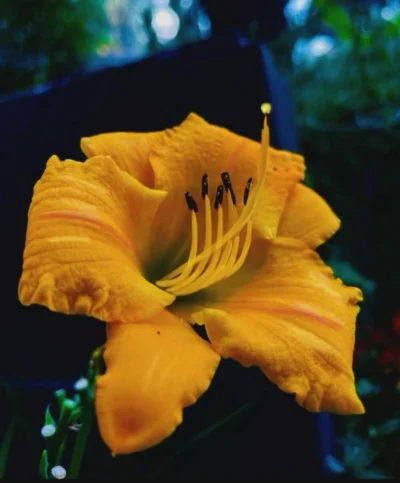 Yellow petals